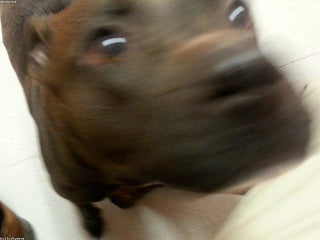 Close-up of a black dog looking toward the camera